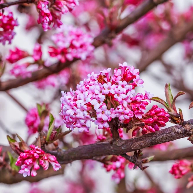 Viburnum Bod Dawn 3L