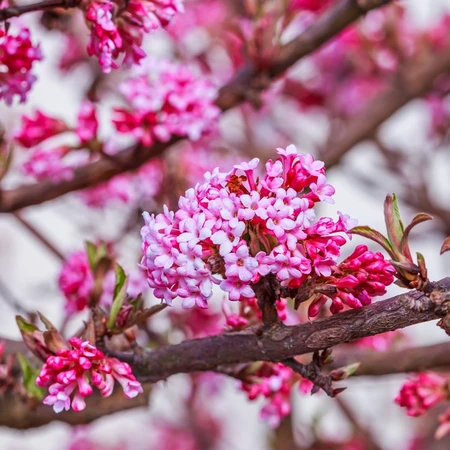 Viburnum Bod Dawn 3L