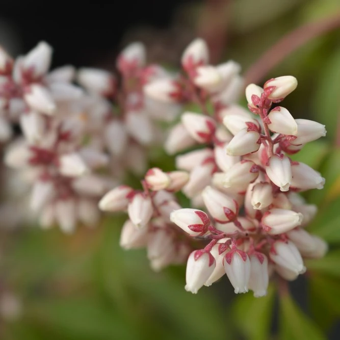 Pieris Japonica Bonfire 3L