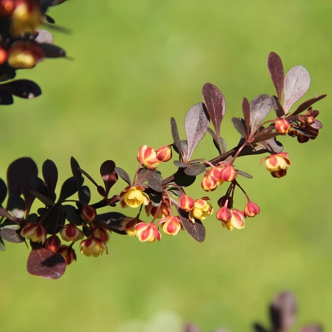 Berberis Thunb Rose Glow 3L