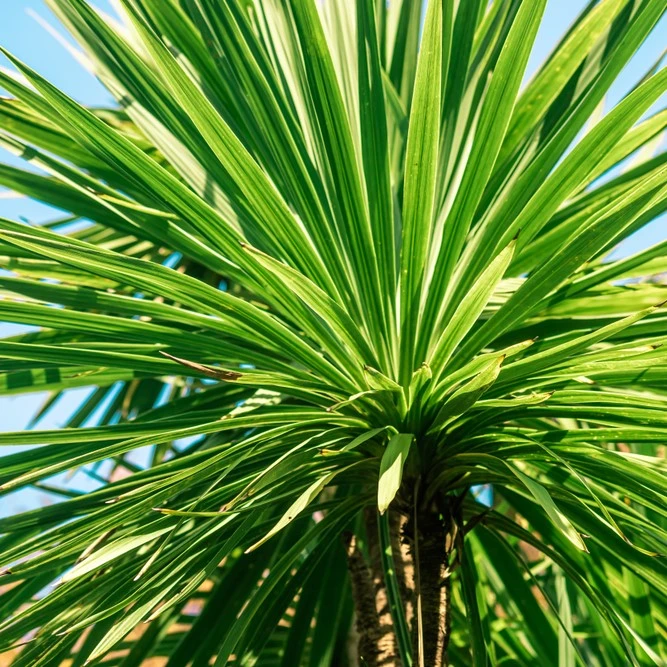Cordyline Australis 5L