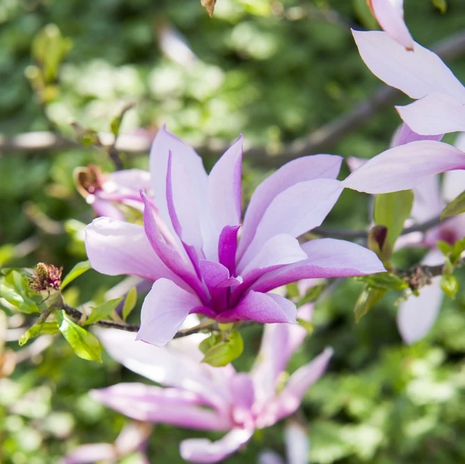 Magnolia Soulangeana Betty 3L