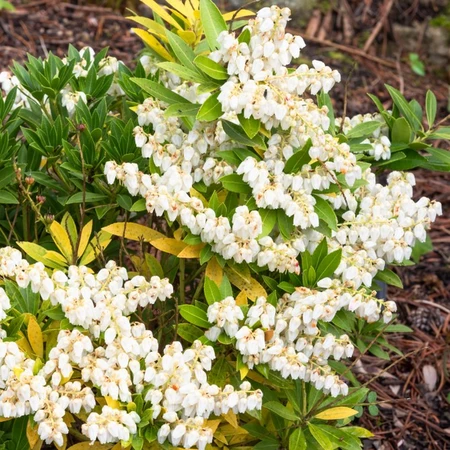 Pieris Jap Prelude 3L - image 2