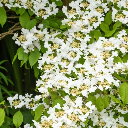 Viburnum Plicatum Summer Snowflake 3L