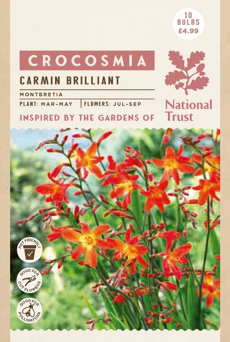 Nt Crocosmia Carmin Briljant - image 2