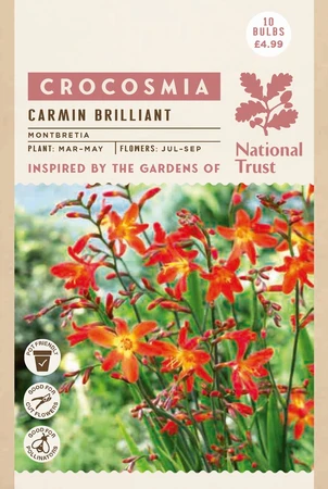 Nt Crocosmia Carmin Briljant - image 2
