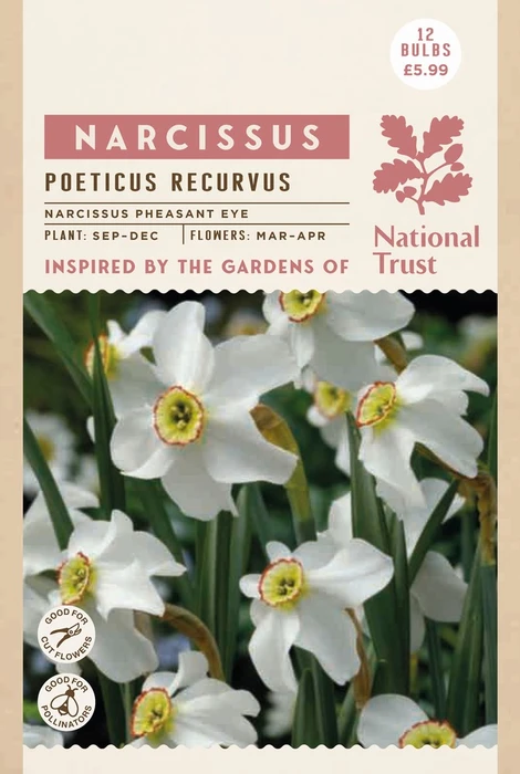 Narcissus Pheasant Eye - image 2