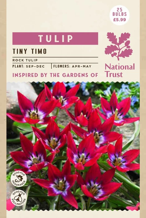 Tulip Specie Tiny Timo - image 3