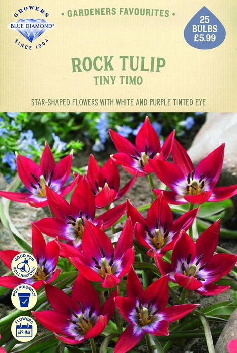 Tulip Specie Tiny Timo - image 1