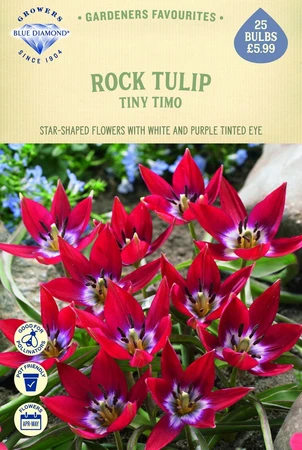 Tulip Specie Tiny Timo - image 1