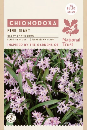 Chionodoxa Pink Giant - image 2