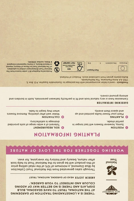 Camassia Leichtlinii Caerulea - image 5