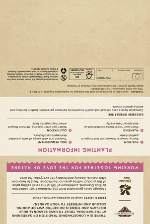 Camassia Leichtlinii Caerulea - image 5