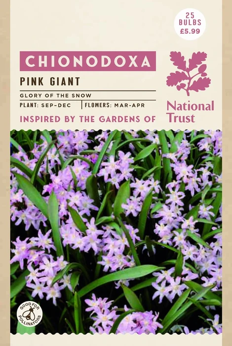 Chionodoxa Pink Giant - image 3