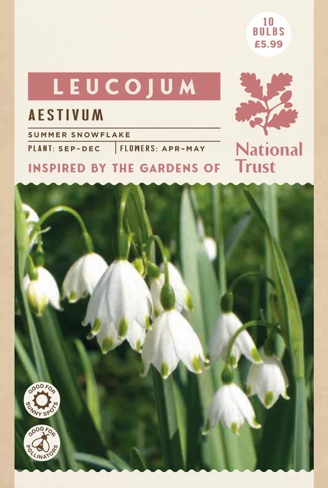 Leucojum Aestivum - image 2
