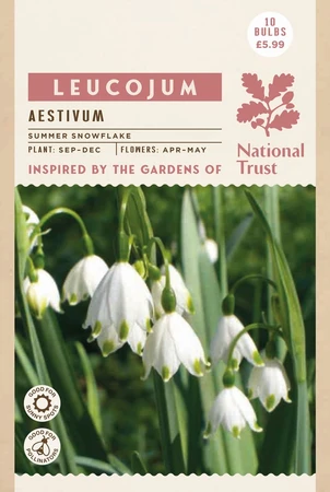 Leucojum Aestivum - image 2