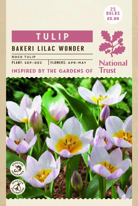 Tulip Specie Bakeri Lilac Wonder - image 3