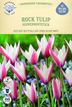 Tulip Specie Clusiana Peppermint Stick