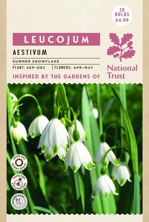 Leucojum Aestivum - image 4