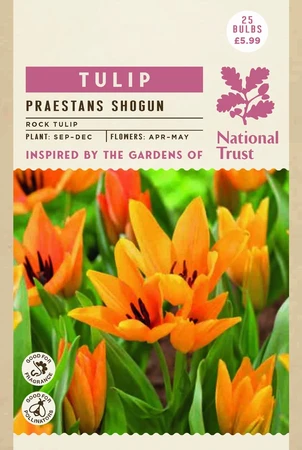 Tulip Specie Praestans Shogun - image 3