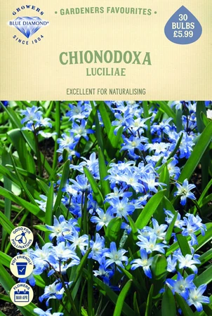 Chionodoxa Luciliae