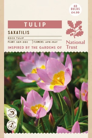 Tulip Specie Saxatilis - image 2