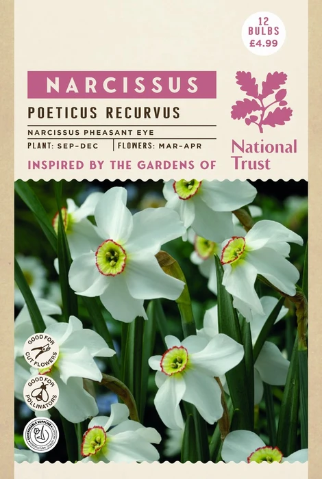 Narcissus Pheasant Eye - image 4