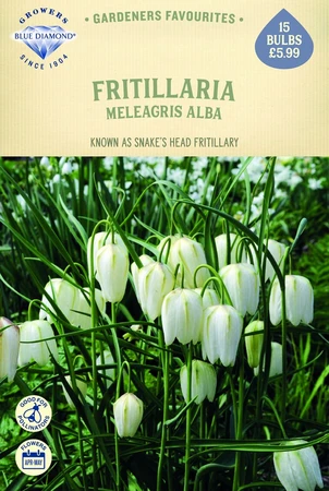 Fritillaria Meleagris Alba