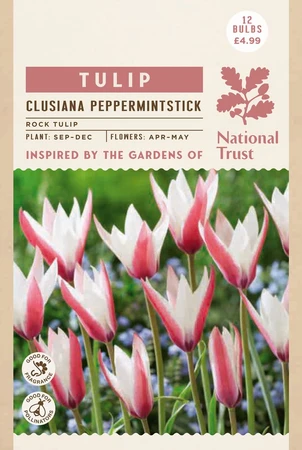 Tulip Specie Clusiana Peppermint Stick - image 2
