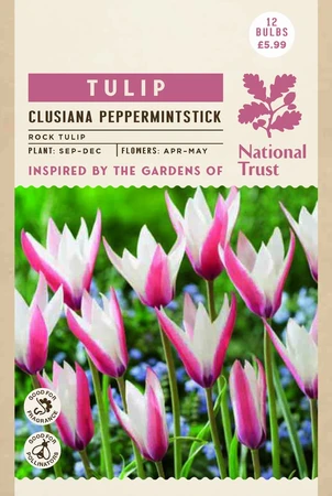 Tulip Specie Clusiana Peppermint Stick - image 3