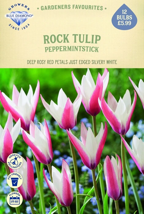 Tulip Specie Clusiana Peppermint Stick - image 1