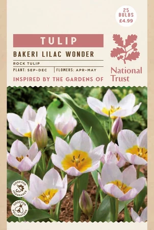 Tulip Specie Bakeri Lilac Wonder - image 2