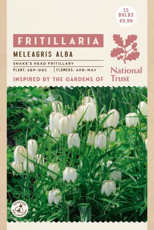 Fritillaria Meleagris Alba - image 2