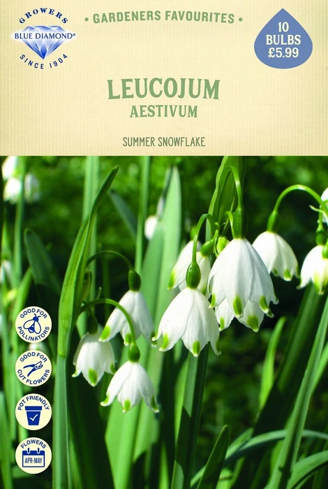 Leucojum Aestivum - image 1