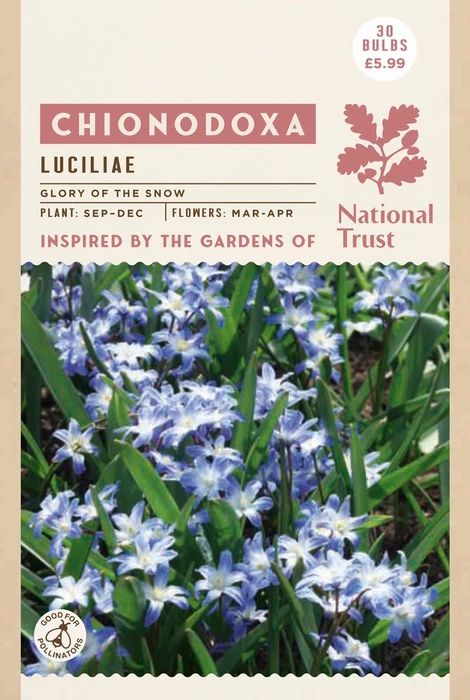 Chionodoxa Luciliae - image 2