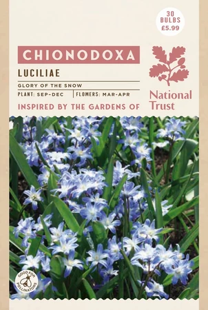 Chionodoxa Luciliae - image 2