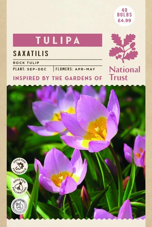 Tulip Specie Saxatilis - image 4