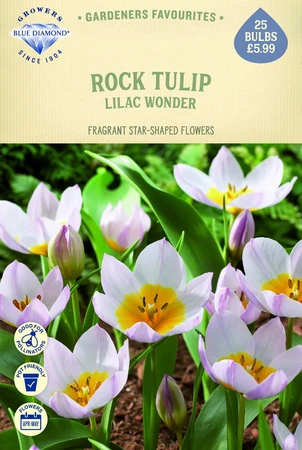 Tulip Specie Bakeri Lilac Wonder