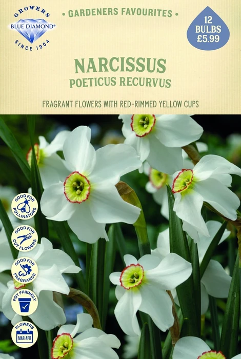 Narcissus Pheasant Eye - image 1