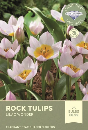 Tulip Specie Bakeri Wonder Lilac