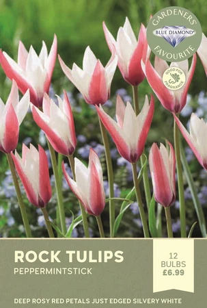 Tulip Specie Clusiana Peppermint Stick