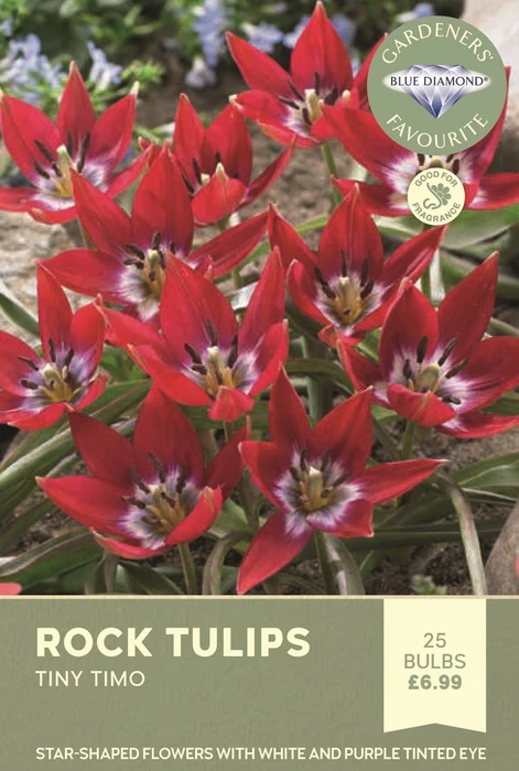 Tulip Specie Tiny Timo