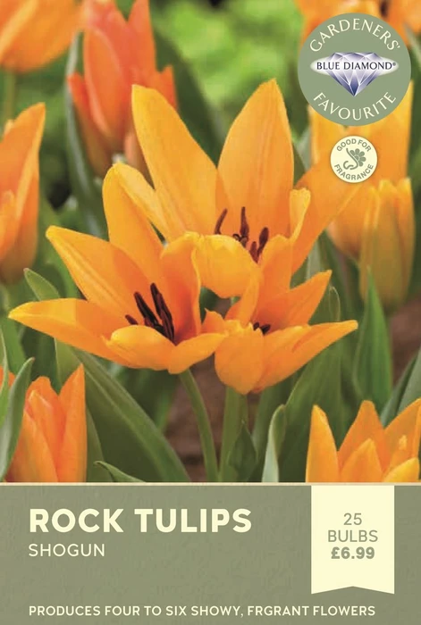 Tulip Specie Praestans Shogun