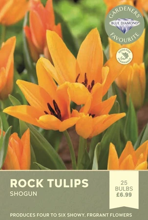 Tulip Specie Praestans Shogun