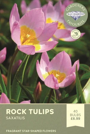Tulip Specie Saxatilis