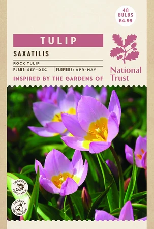 Tulip Specie Saxatilis - image 3