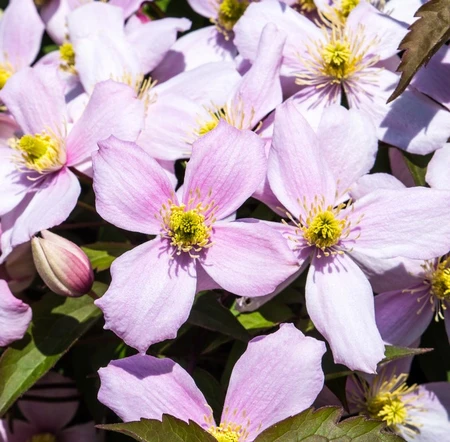 Clematis Montana Rubens Pink 3L Pot