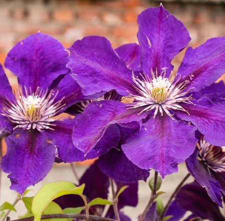 Clematis Daniel Deronda 3L