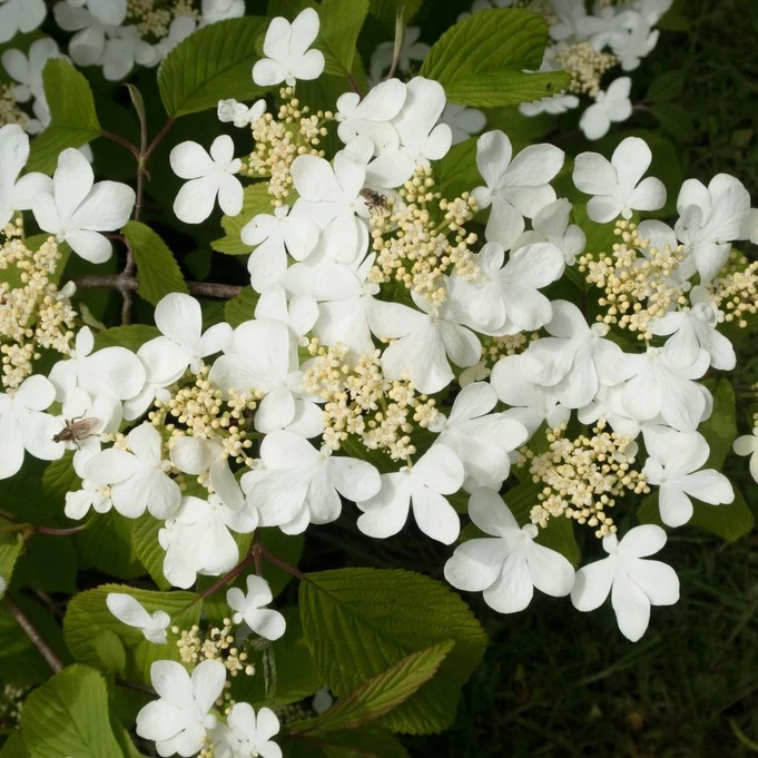 Viburnum Plicatum Mariesii 7.5L