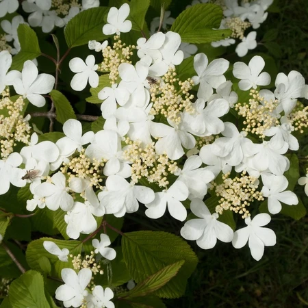 Viburnum Plicatum Mariesii 7.5L